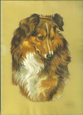 KOIRA
