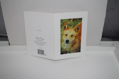 postikortti (D) Dingo