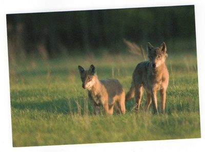 Susi / sudet (Canis lupus) #160