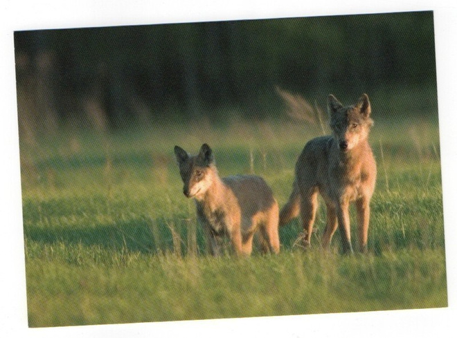 Susi / sudet (Canis lupus) #160