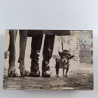 Elliott Erwitt : Dog Dogs - pikkukuva 2
