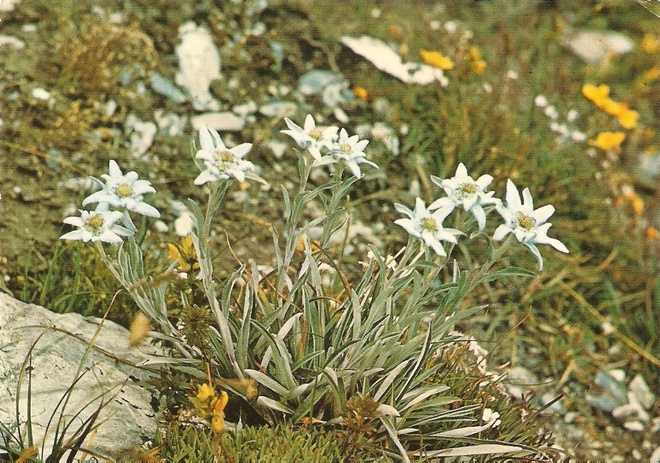 LUONTOKORTTI: Alppitähti - Edelweiss. Kulk.-73