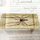 Natura Obscura – Entomologinen näyte no. 404 - pikkukuva 3