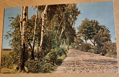 maisemakuva jostakin, koivukuja, kulkenut 1916