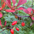 Japaninhappomarja 'Atropurpurea', siemeniä 50 kpl - pikkukuva 3