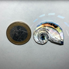 Swarovski 5688672 Idyllia SCS GWP Nautilus Shell (2025-2025) - pikkukuva 1