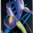 "Iiris"-KULKEMATON POSTIKORTTI - pikkukuva 1
