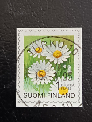 -95 Päivänkakkara Ep-loisto
