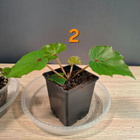 Begonia taimia - pikkukuva 3