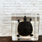 Natura Obscura – Entomologinen näyte no. 512 - pikkukuva 2
