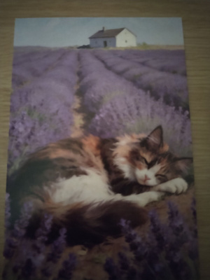 Kissa kortti, kulkematon.