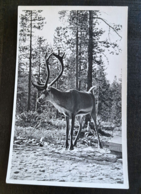 Poro, valokuvakortti, kulkematon