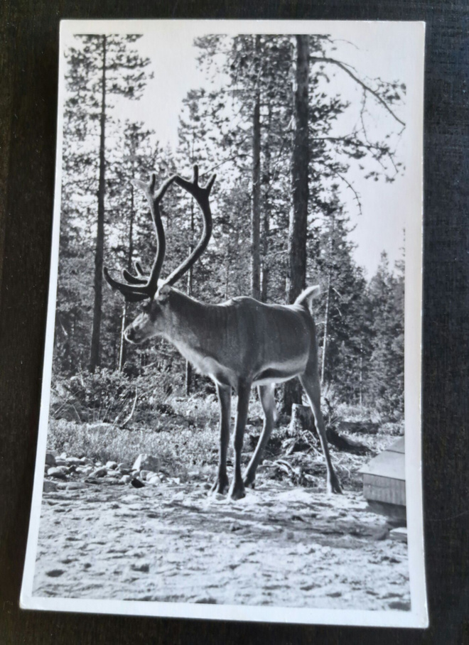 Poro, valokuvakortti, kulkematon