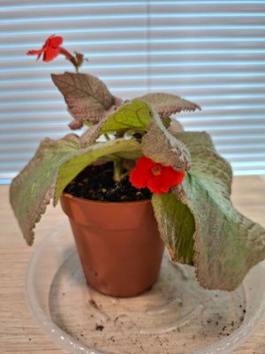 Episcia/ Kuparilehti