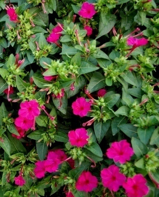 Mökinihmekukka (Mirabilis jalapa), siemeniä 30 kpl