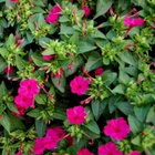 Mökinihmekukka (Mirabilis jalapa), siemeniä 30 kpl - pikkukuva 1