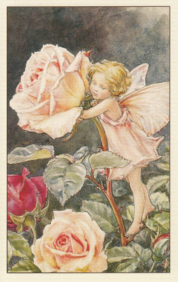 Cicely Mary Barker: Kukkakeijut ruusu