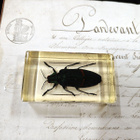 Natura Obscura – Entomologinen näyte no. 368 - pikkukuva 1