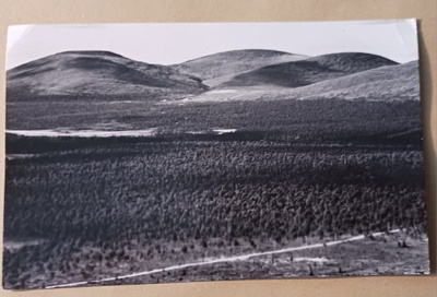 Pallastunturi, SMY nro 1314, mv vkpk (Poutvaara), p. 1955