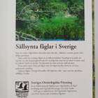 Magnus Ullman ym. : Sällsynta fåglar i Sverige - pikkukuva 2