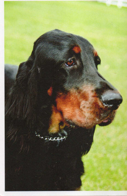 GORDON SETTER POSTIKORTTI