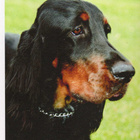 GORDON SETTER POSTIKORTTI - pikkukuva 1