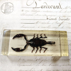 Natura Obscura – Entomologinen näyte no. 416 - pikkukuva 1