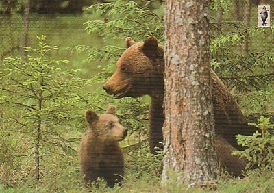 POSTIKORTTI Suomen luonnonsuojeluliitto, Norppa-tunnus
