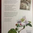Isoäidin puutarhavuosi - Savikko Sari - pikkukuva 5