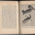 Charles G.D.Roberts: Eläinvaltiaita nid.1.p 1917 Katso!! - pikkukuva 2