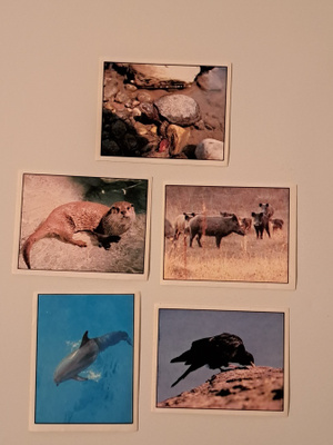 Keräilykortit WWF, 5 kpl