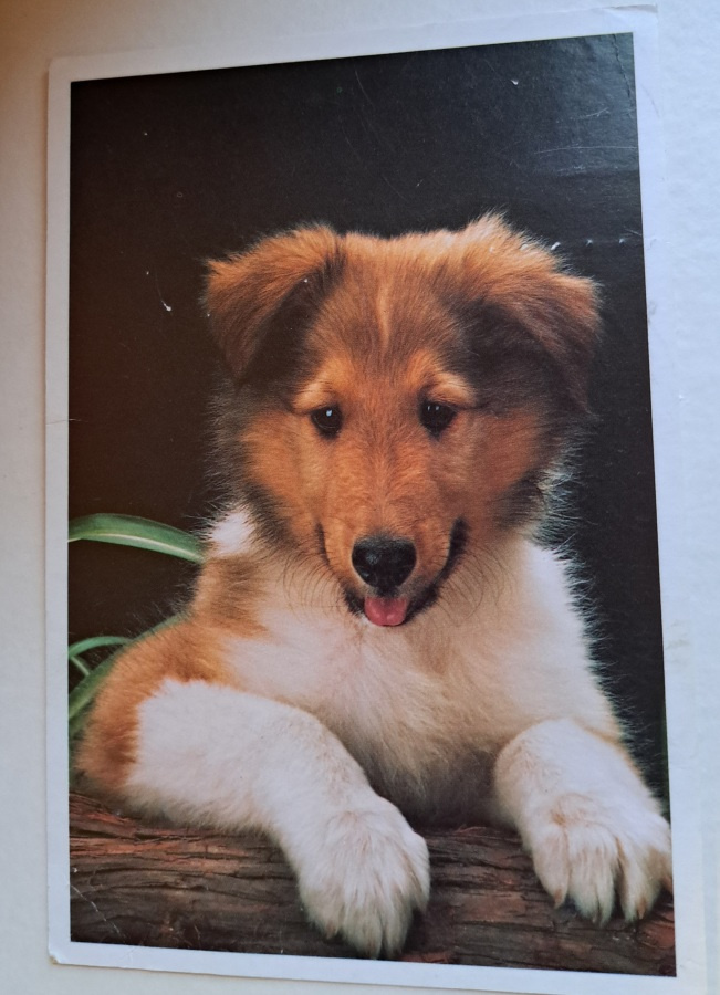 koiranpentu, eläink, kulkenut 1994
