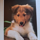 koiranpentu, eläink, kulkenut 1994 - pikkukuva 1