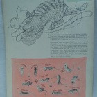 Kotiliesi No 11 kesäkuu 1946 - pikkukuva 3