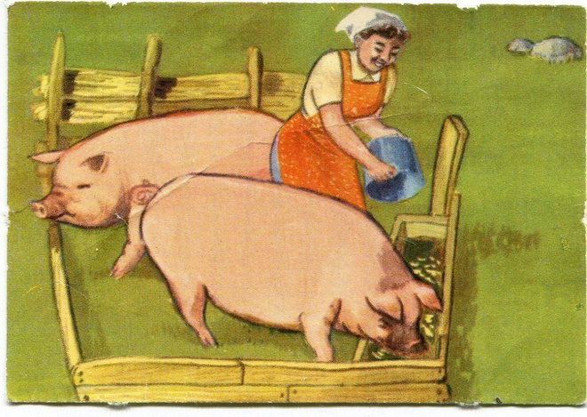 Sagokonst 31 - Elämä maalla - Nelkku - Emäntä ruokkii sikoja