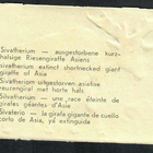 Heller - Nelkku - Lyhytkaulainen jättikirahvi - 1940-luvulta - pikkukuva 2