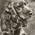 COCKERSPANIEL POSTIKORTTI - PLANET VERLAG - pikkukuva 1