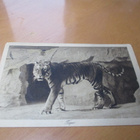 Tiikeri - 1922 os Kauniainen - pikkukuva 1