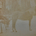 VANHA CDV Valokuva Hevonen TODELLA Erikoinen Reki 1900-l - pikkukuva 2