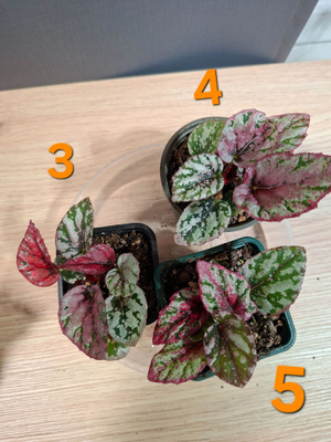 Begonia Maui Sunset taimia 4kpl