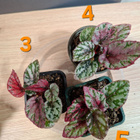 Begonia Maui Sunset taimia 4kpl - pikkukuva 1