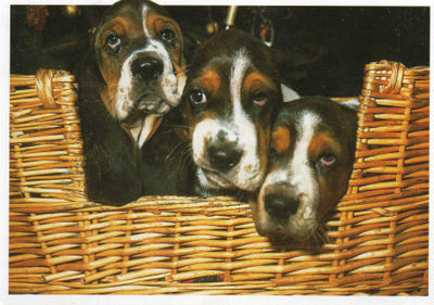 BASSET POSTIKORTTI
