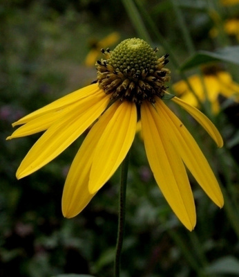 Syyspäivänhattu (Rudbeckia laciniata), siemeniä 50 kpl
