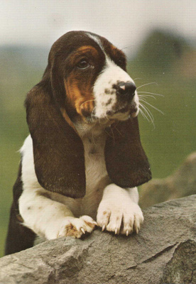 BASSET POSTIKORTTI