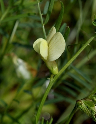 Kalvasvirna (Vicia hybrida), siemeniä 15 kpl