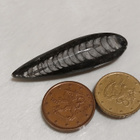 Luonnonkivi, Orthoceras-oikosarvifossiili - pikkukuva 3