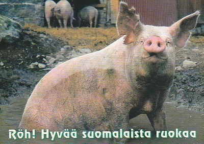Postikortti, Eläinaihe, eläimet ,sika