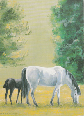 Postikortti, Eläinaihe, eläimet ,hevoset