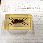 Natura Obscura – Entomologinen näyte no. 356 - pikkukuva 1