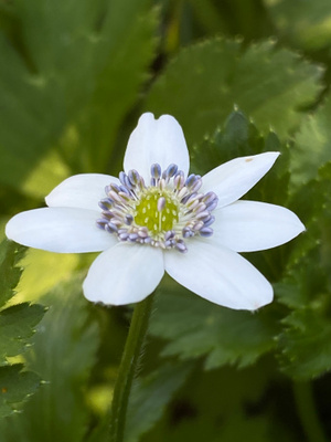 Himalajanvuokko (Anemone rivularis), siemeniä 50 kpl
